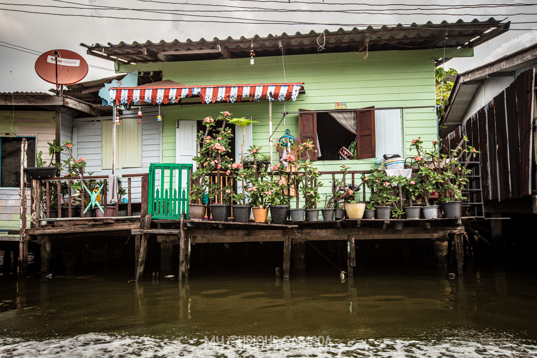 Typical home on the canal in Bangkok; Weatherboard painted bright green. white shutter doors and brown shuttered windows. Crooked vibrant green gate, pot plants line the fence