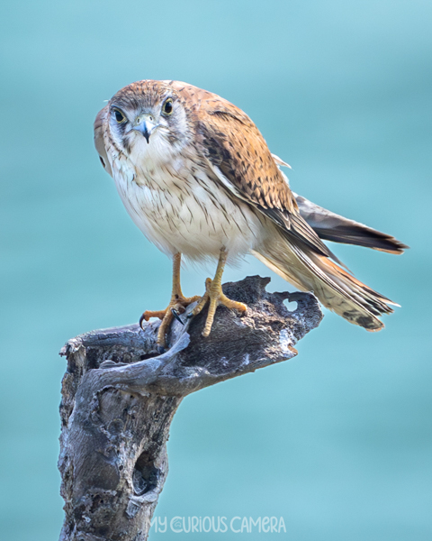 Nankeen Kestrel sitting on a large branch with the ocean behind it