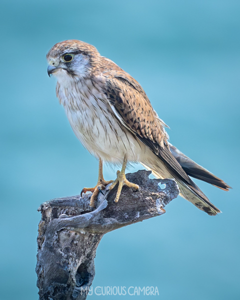 Nankeen Kestrel sitting on a large branch with the ocean behind it