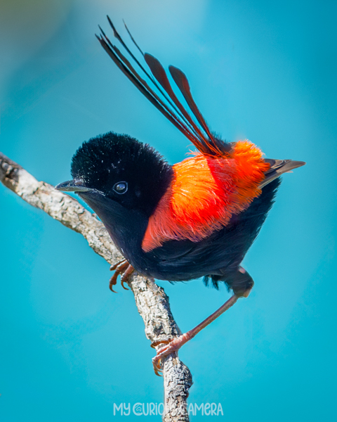 Red-backed Fairywren on a brand with the blue ocean behind him