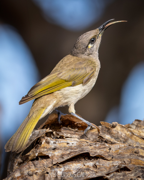 A singing Brown Honeyeater