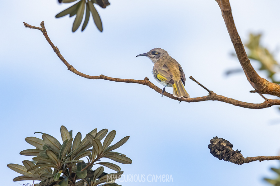 Brown Honeyeater sitting on a branch with blue sky behind framed by plants