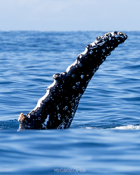 Humpback Whale Pectoral Fin, Bryon Bay Australia