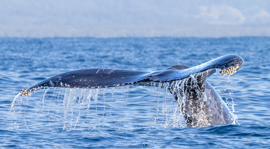 Whale tail with splashes of water