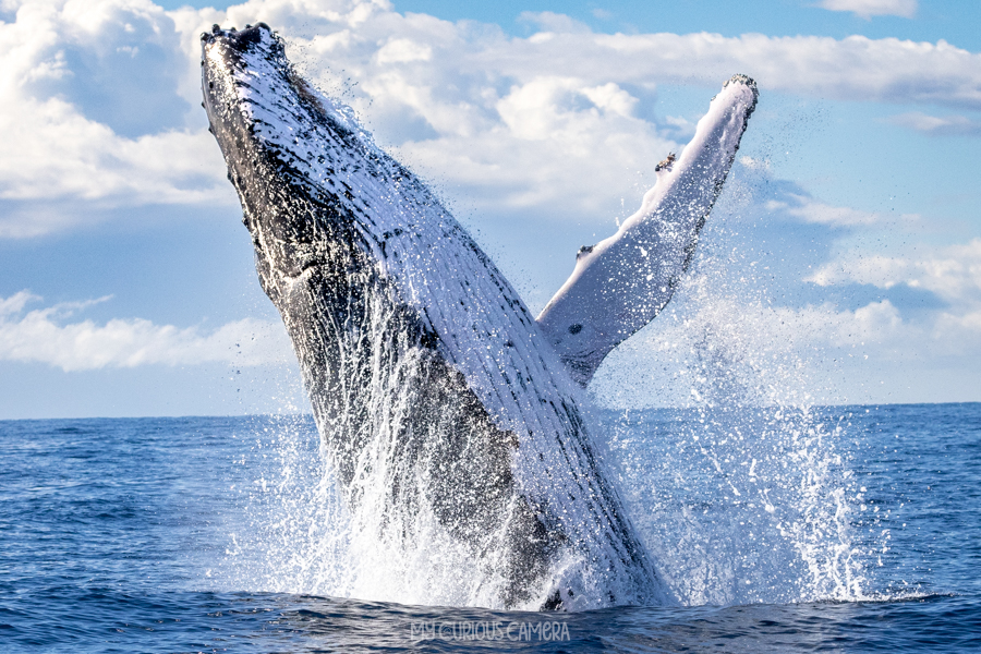 Humpback Whale breeching with fin out