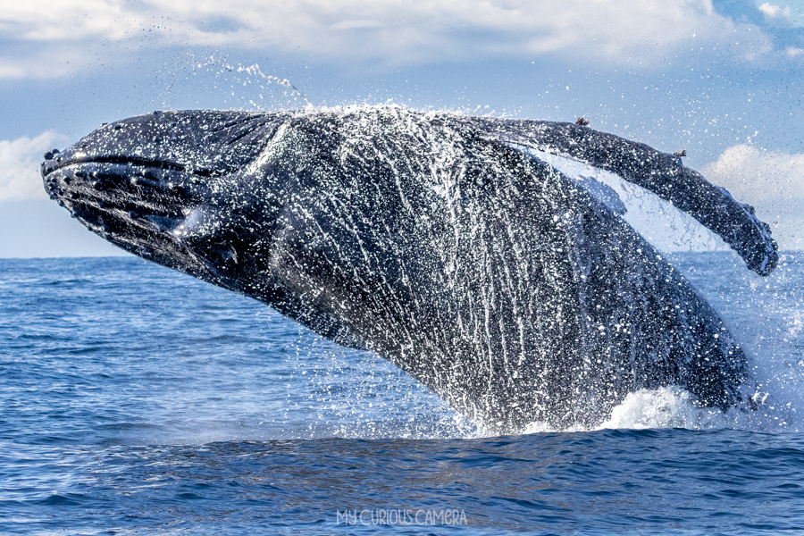 Humpback whale breeching