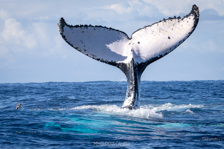 Humpback whale tail