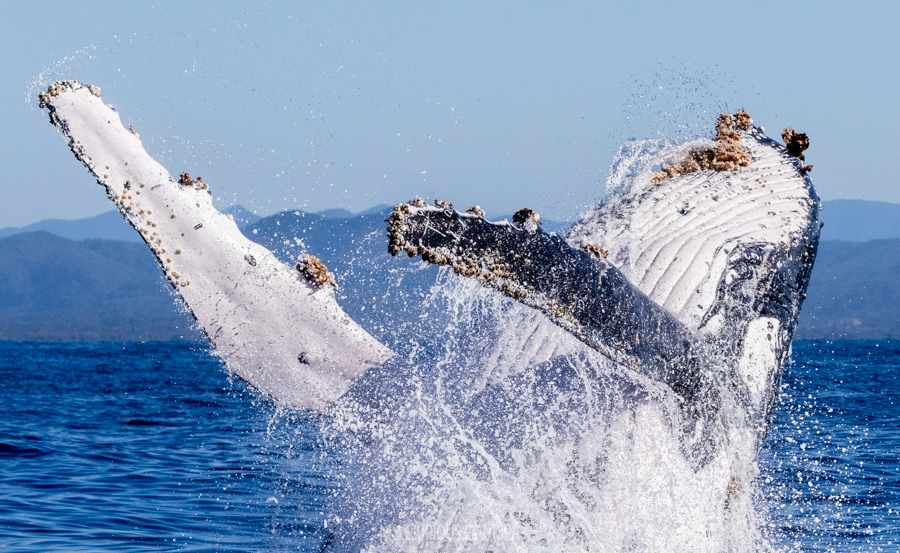 Whale breeching and displaying large barnacle on its fins and face