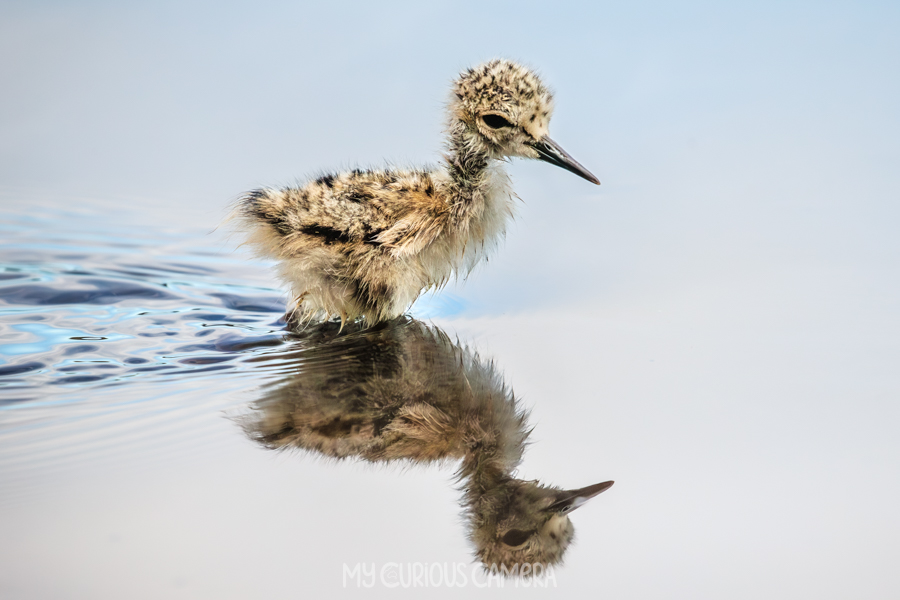 Adorable Pied Stilt chick wading in the water