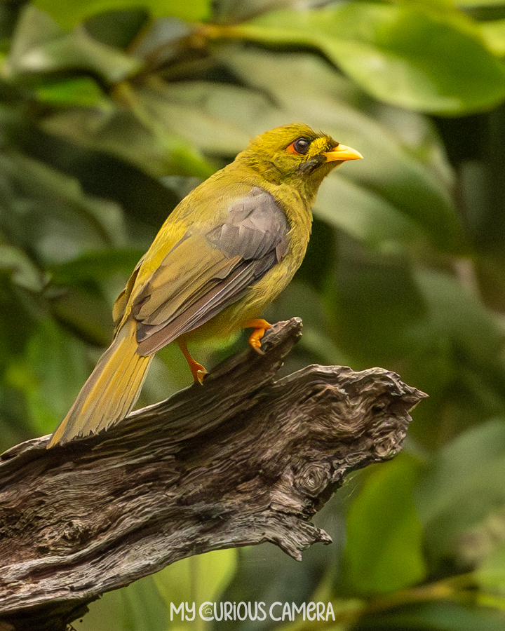 Bell miner sitting on a cut off log with greenery behind it