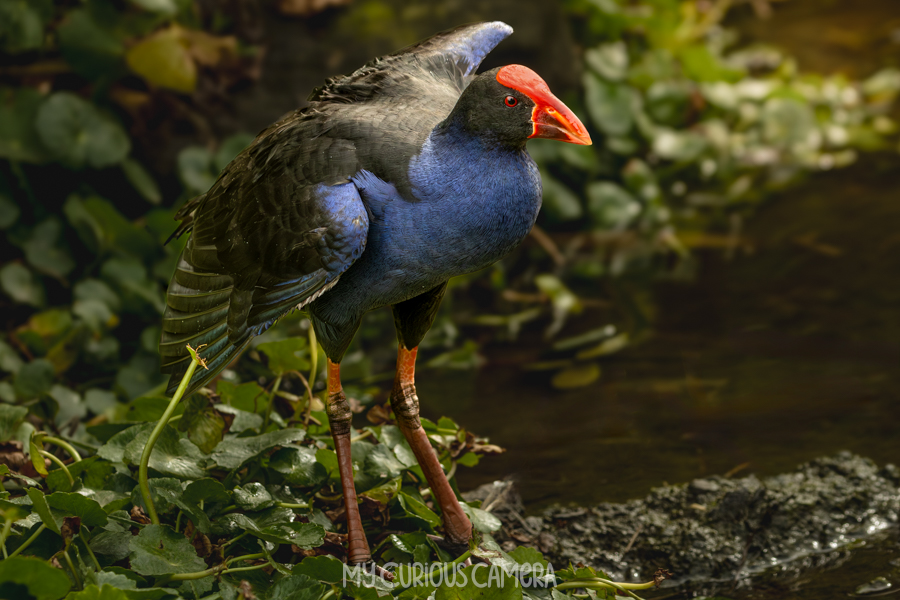 Adult Purple Swamphen spreading its wings