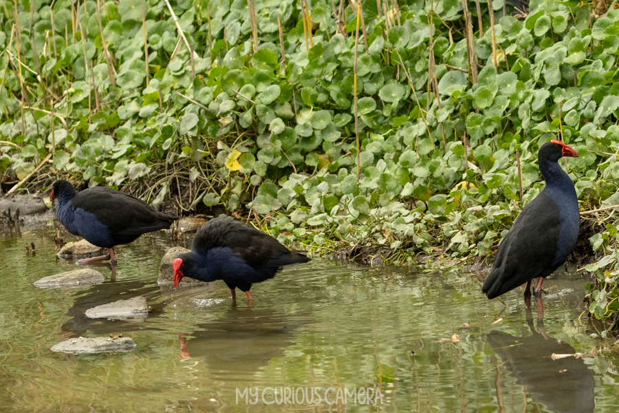 Purple Swamphen Chicks all grown up