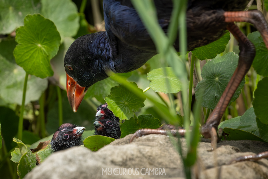 Four Tiny Swamphen Chicks being attended to by Parent