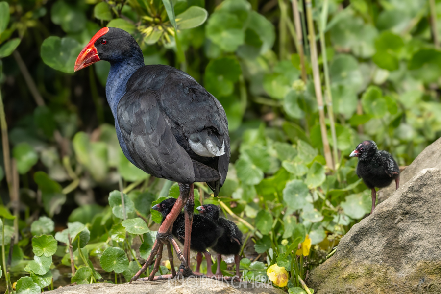 Parent Swamphen and three of its chicks