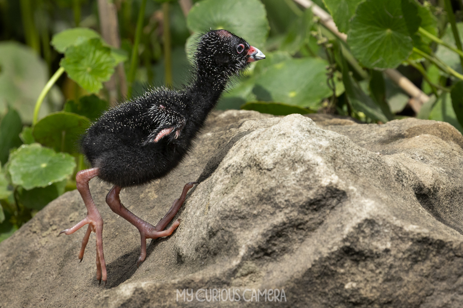 Purple Swamphen chick scurrying up a rock