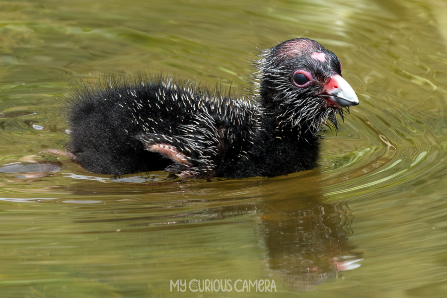 Swamphen chick swimming in the pond at Bicentennial Park