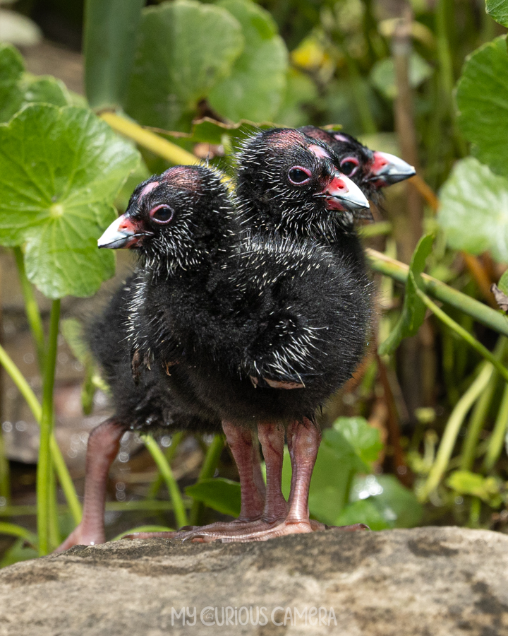 Three Purple Swamphen Chicks standing on a rock