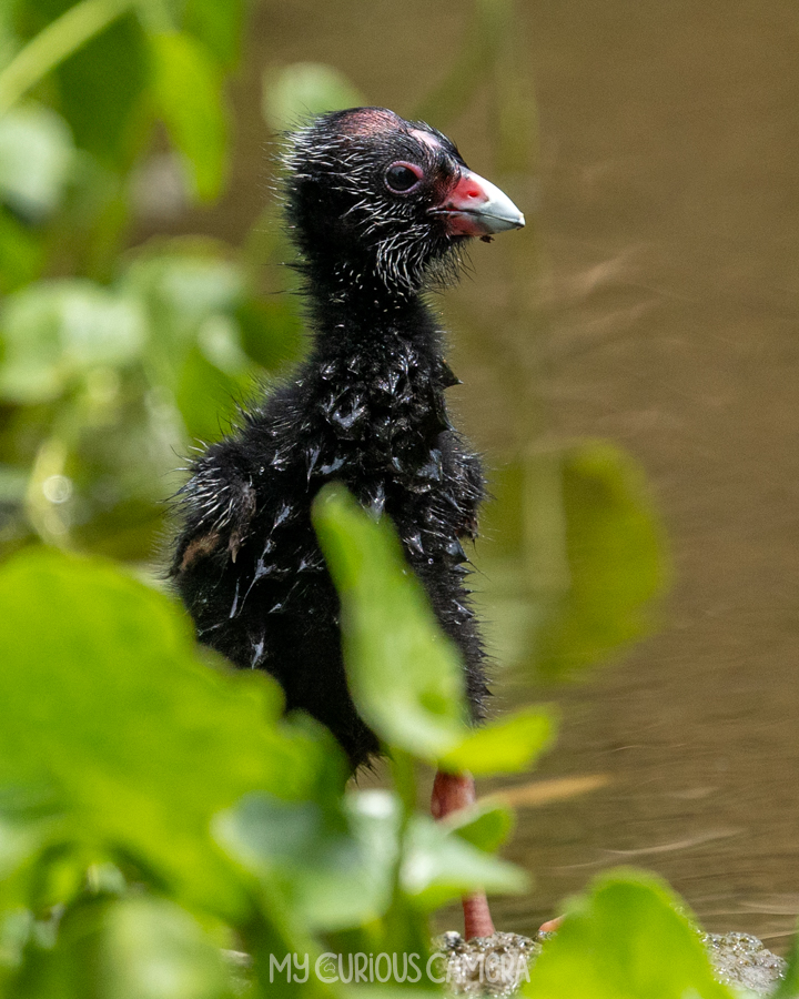 Swamphen chick in the marshes peering out to the water