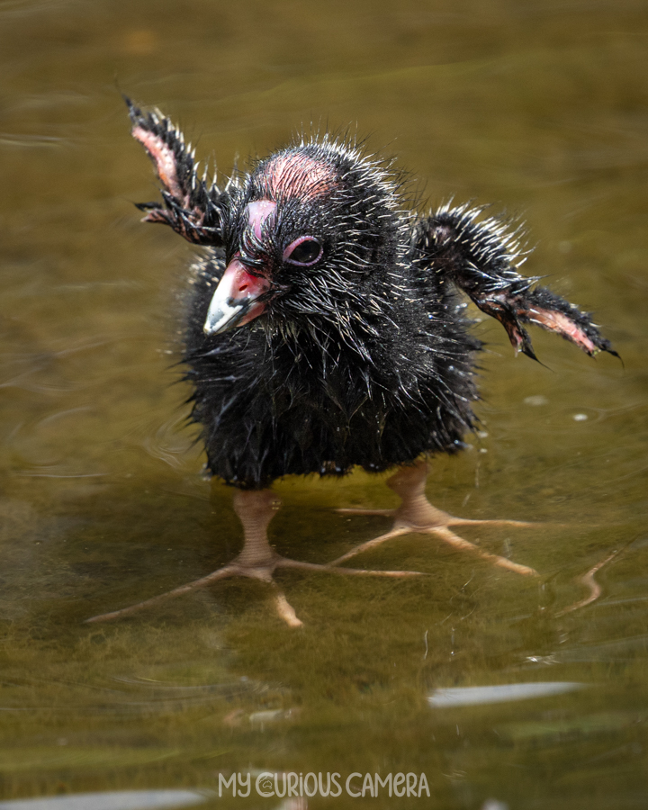 Swamphen chick flicking its wings about