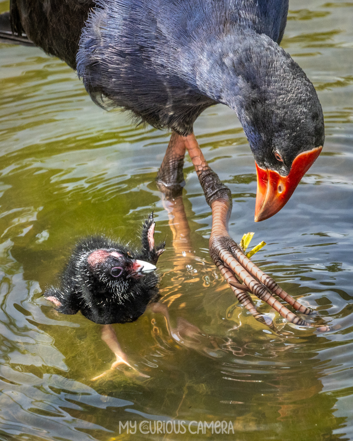 Swimming lesson. Parent Swamphen with Chick in the water