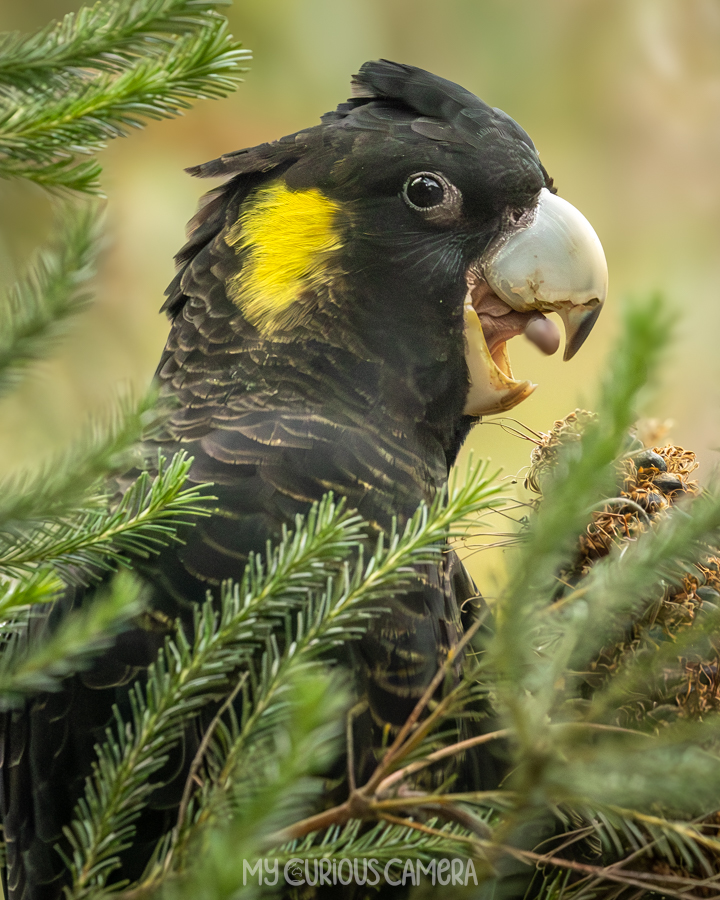 Happy female yellow-tailed Black cockatoo