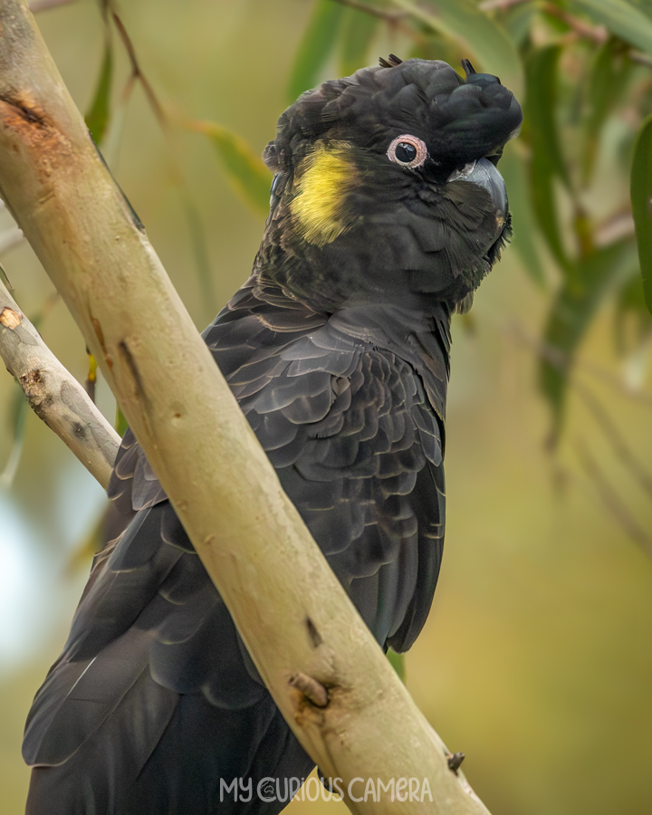 Male Yellow-tailed Black Cockatoo