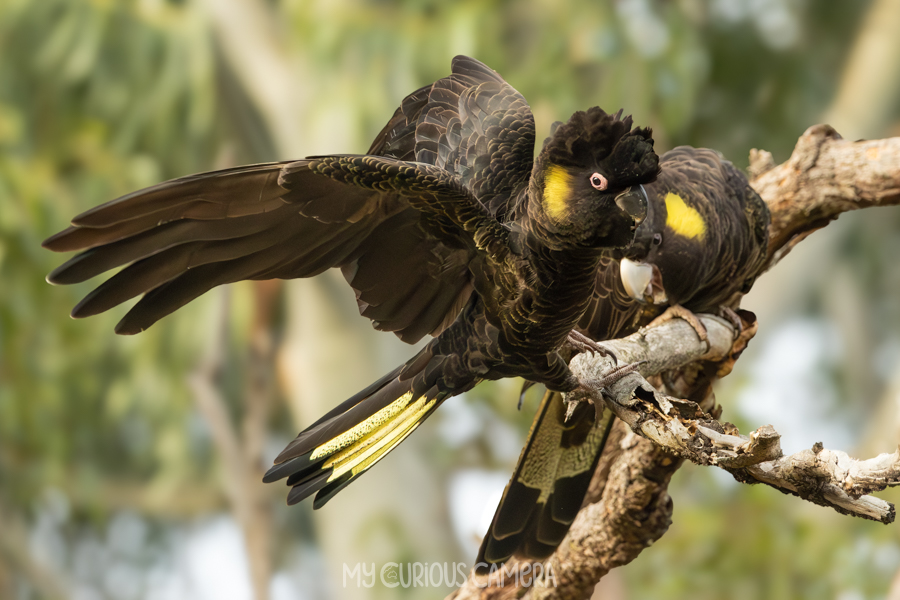 Juvenile and Female Yellow-tailed Black Cockatoo