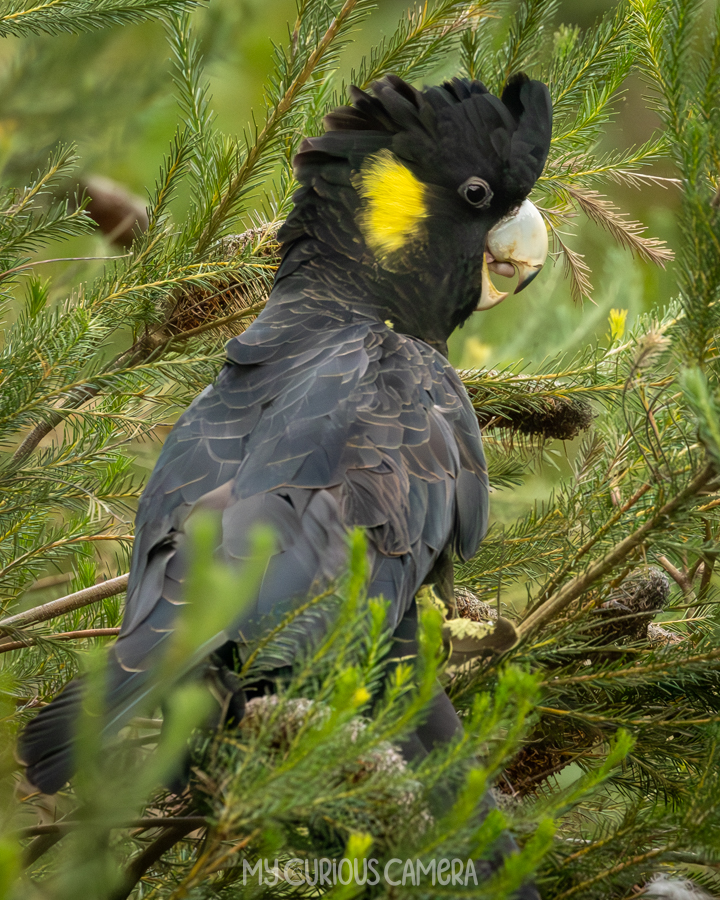 Yellow-tailed Black Cockatoo