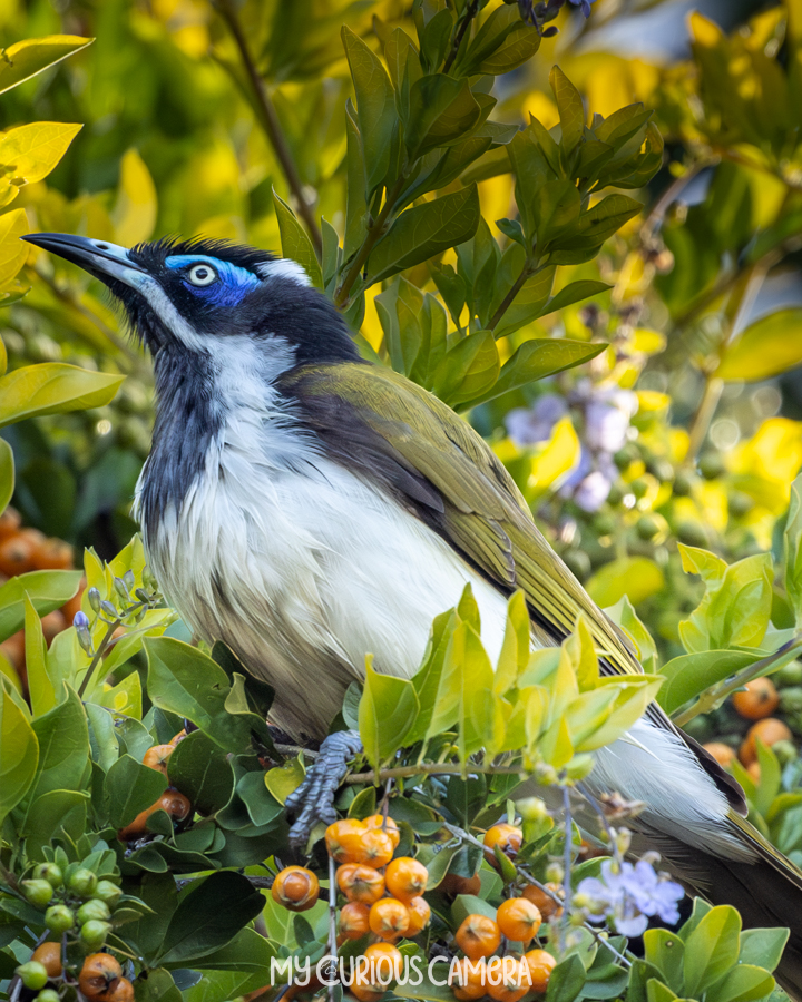 Blue-faced Honeyeater