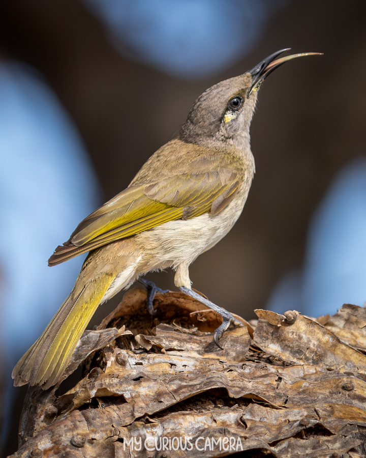 Brown Honeyeater