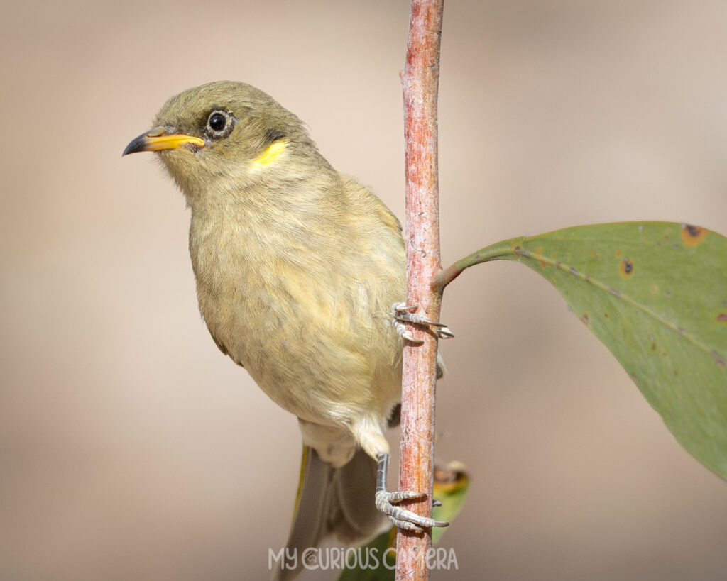 Young Fuscous Honeyeater