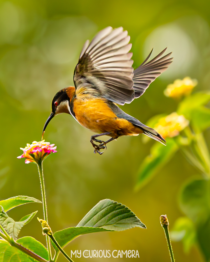 Eastern Spinebill hovering over a Lantana flower about to eat nectar