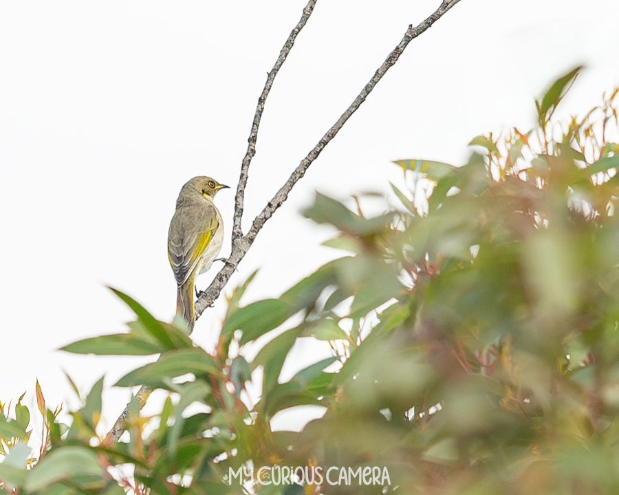 Fuscous Honeyeater