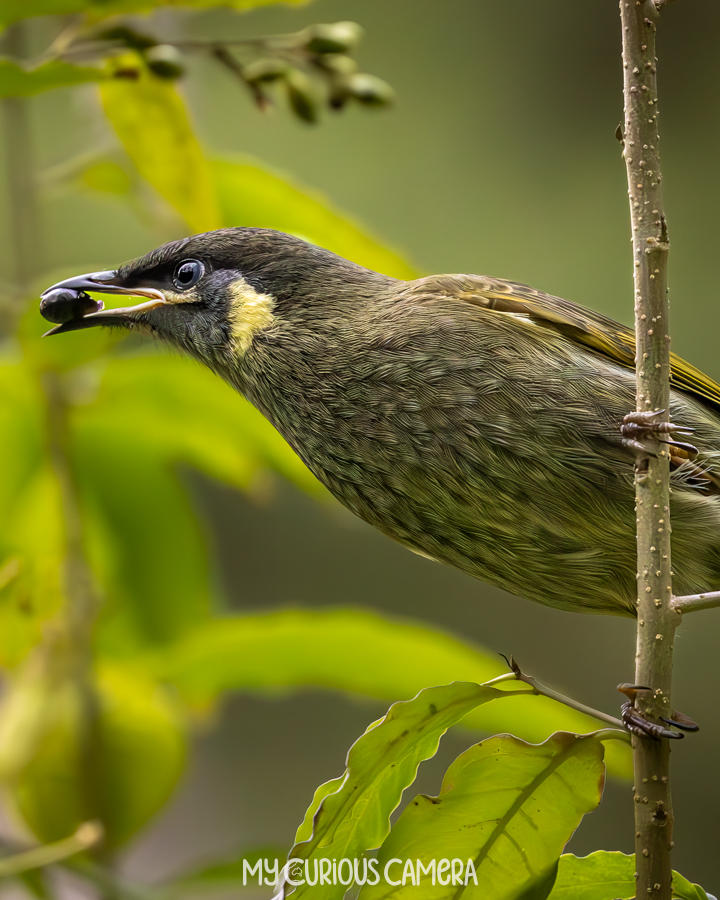 Lewins Honeyeater with a berry in its mouth