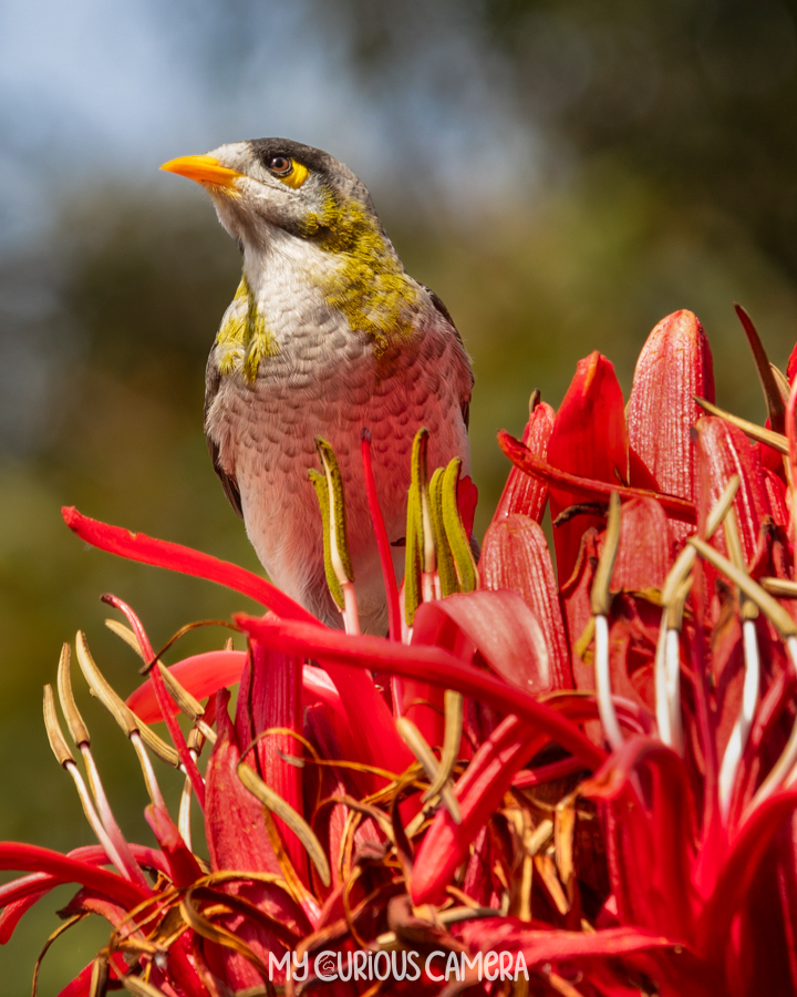 Miner bird sitting in a bright red Gymea Lily