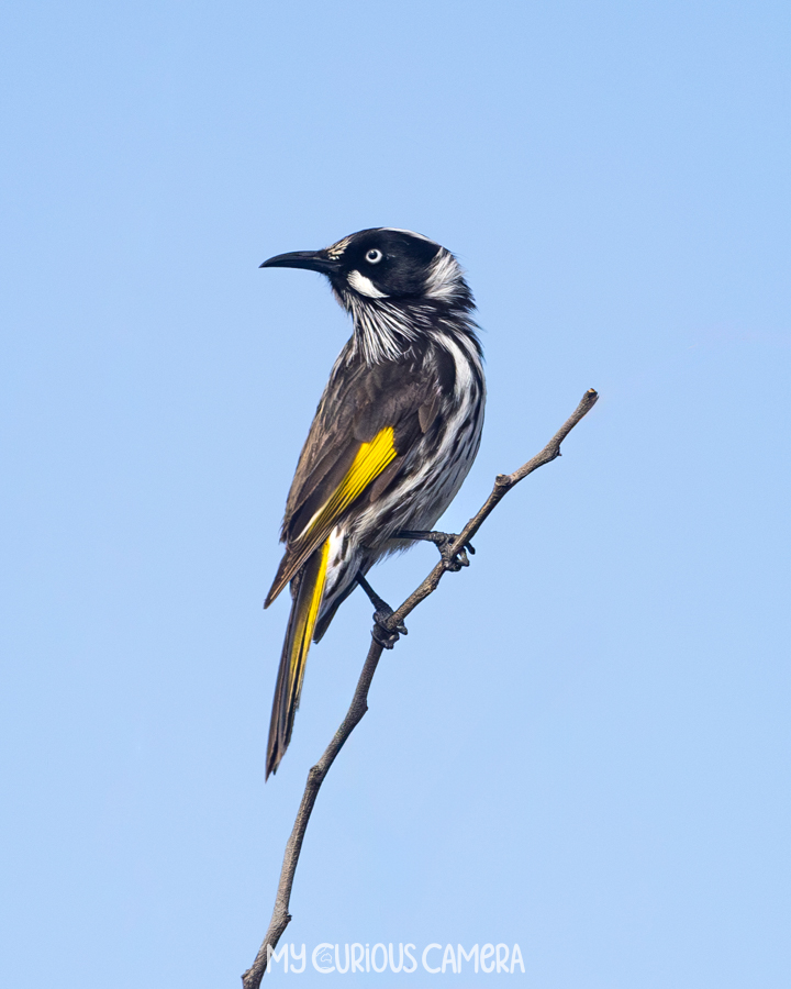 New Holland Honeyeater sitting on a lone branch with blue sky behind it