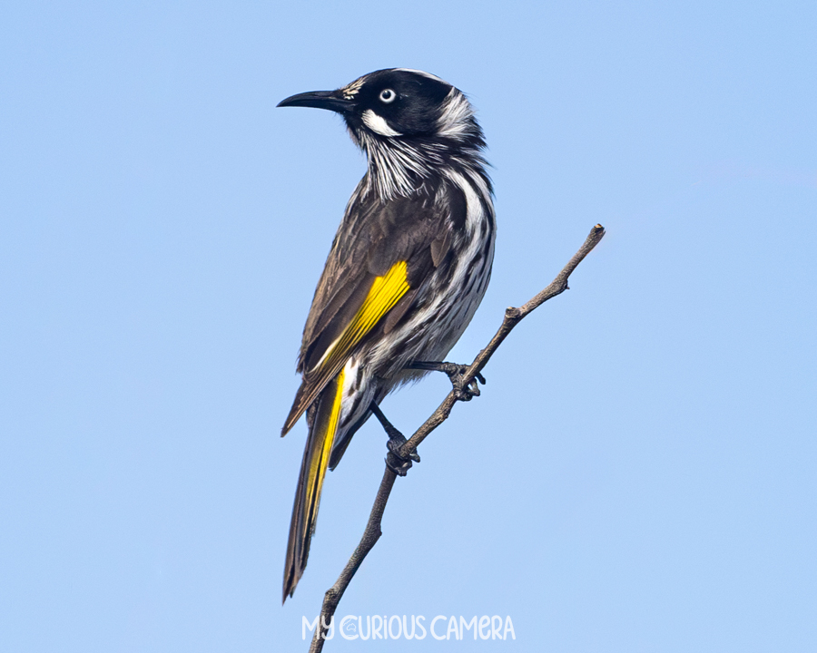 New Holland Honeyeater sitting on a lone branch with blue sky behind it