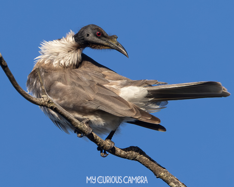 Noisy Friar Bird