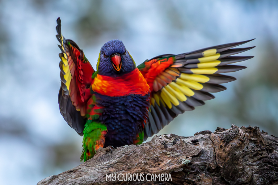 Rainbow Lorikeet with wings spread