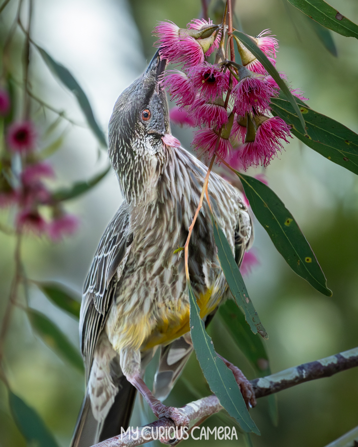 Red Wattlebird