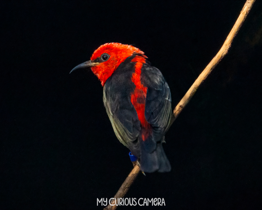 red male Scarlet myzomela sitting on a branch in fron of a dark background