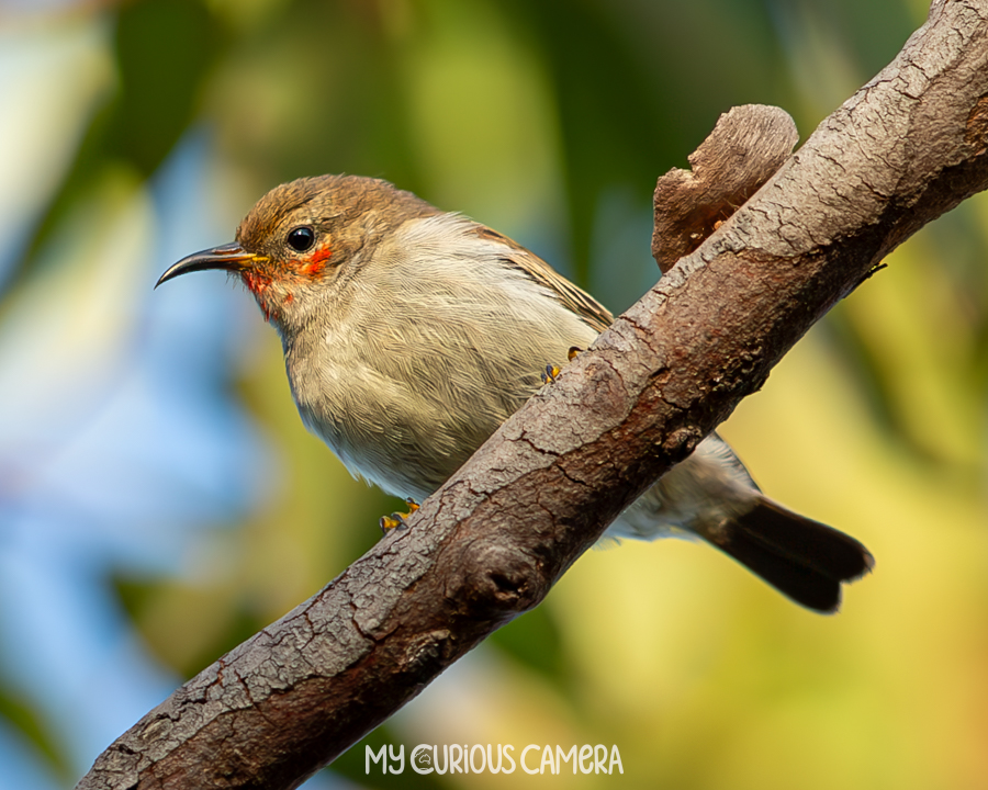 Female Scarlet myzomela sitting on a branch