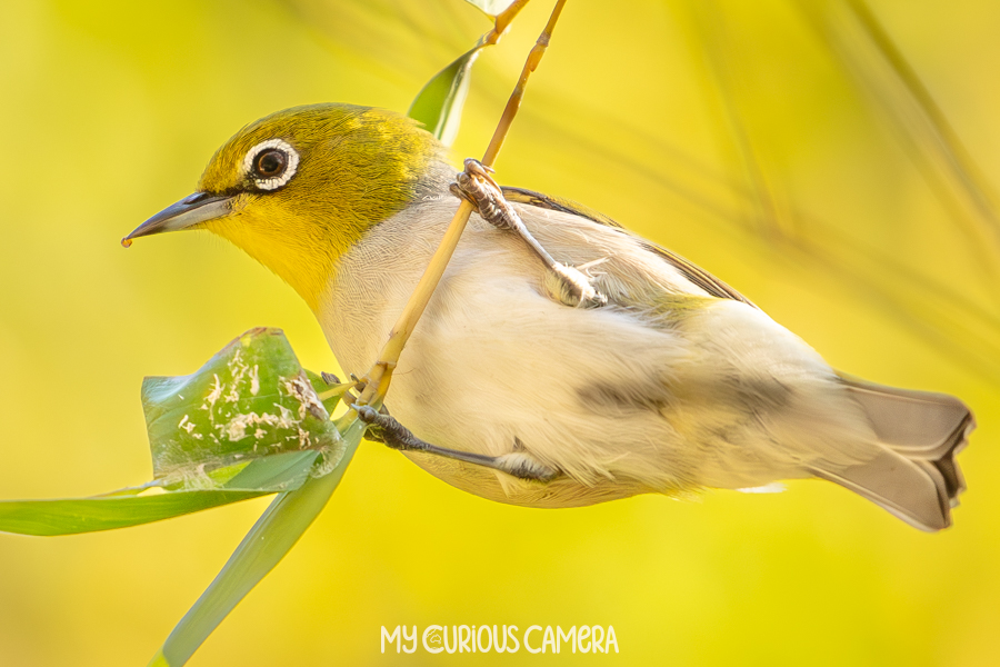 Silvereye hanging on a branch with a drop of nectar on its nose