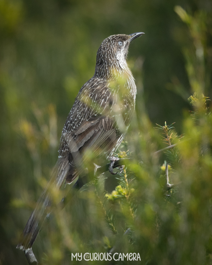 Little Wattle Bird