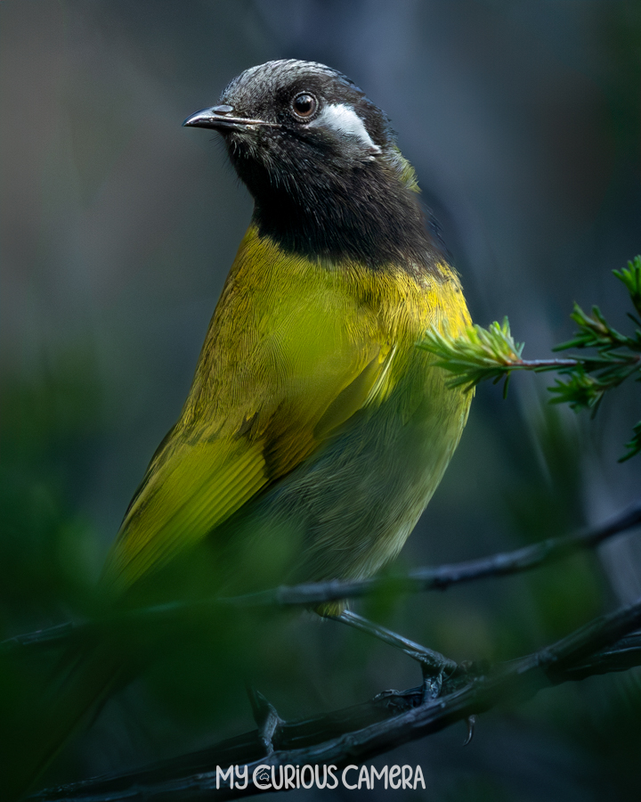 White-eared Honeyeater