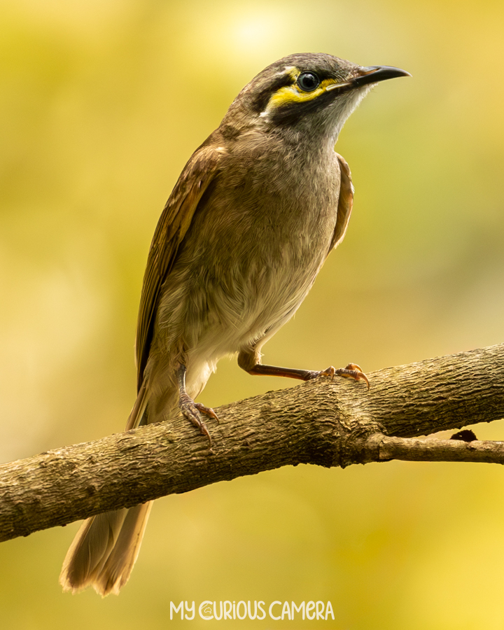 Yellow-faced Honeyeater sitting on a branch