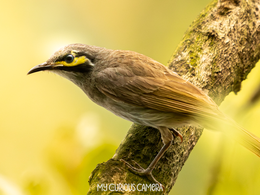 Yellow-faced Honeyeater