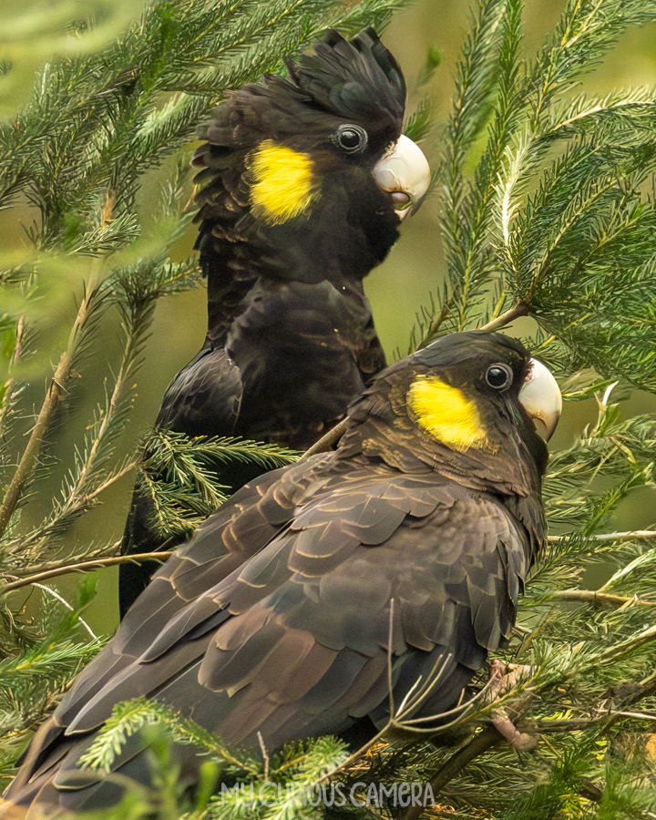 Juvenile and Female Yellow-tailed Black Cockatoo