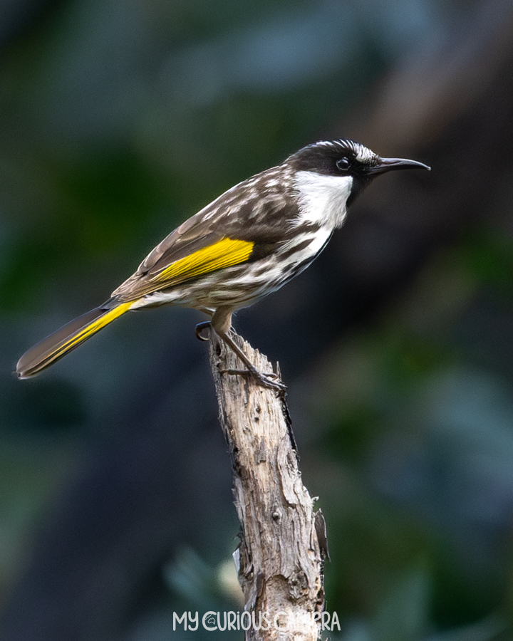 White-cheeked honeyeater sitting on a branch