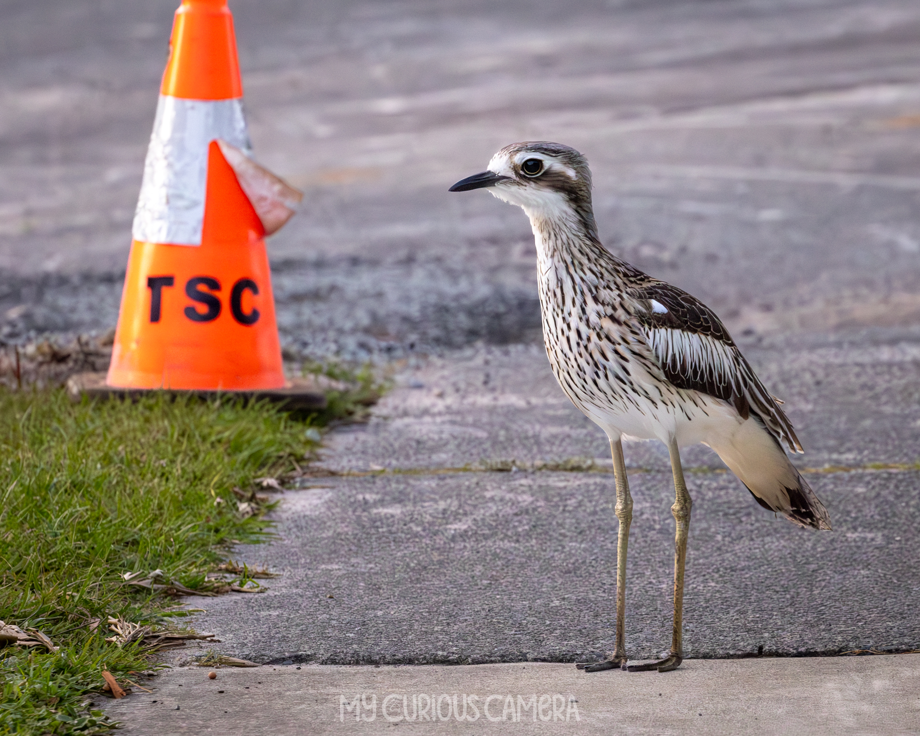 Curlew on the street in Kingscliff, NSW